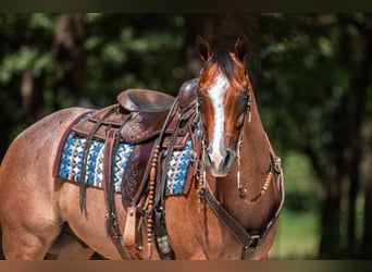 American Quarter Horse, Wallach, 8 Jahre, Roan-Bay