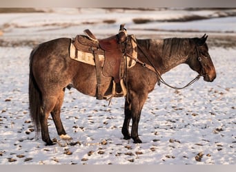 American Quarter Horse, Wallach, 8 Jahre, Roan-Bay