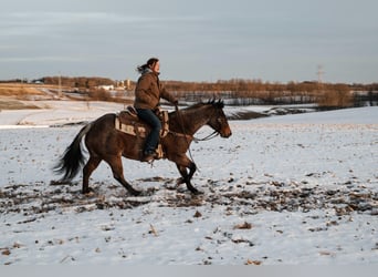 American Quarter Horse, Wallach, 8 Jahre, Roan-Bay