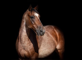 American Quarter Horse, Wallach, 8 Jahre, Roan-Bay