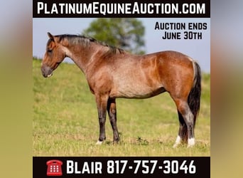 American Quarter Horse, Wallach, 8 Jahre, Roan-Bay