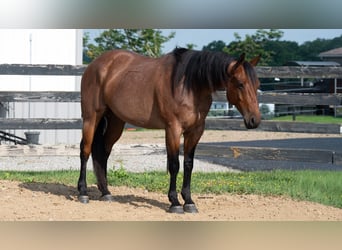 American Quarter Horse Mix, Wallach, 8 Jahre, Roan-Bay