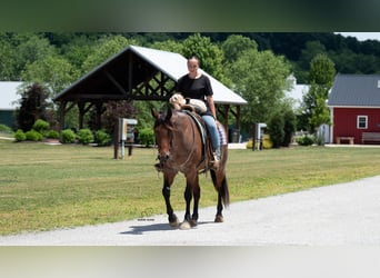 American Quarter Horse Mix, Wallach, 8 Jahre, Roan-Bay