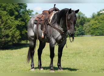American Quarter Horse, Wallach, 8 Jahre, Roan-Blue