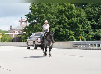 American Quarter Horse, Wallach, 8 Jahre, Roan-Blue