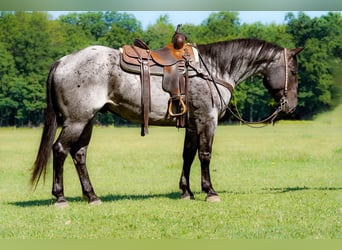 American Quarter Horse, Wallach, 8 Jahre, Roan-Blue