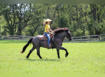 American Quarter Horse, Wallach, 8 Jahre, Roan-Blue