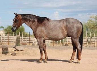 American Quarter Horse, Wallach, 8 Jahre, Roan-Red