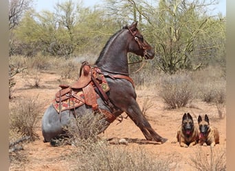 American Quarter Horse, Wallach, 8 Jahre, Roan-Red