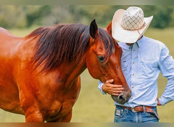 American Quarter Horse, Wallach, 8 Jahre, Rotbrauner