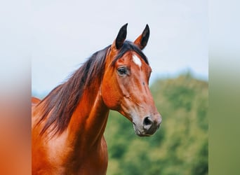 American Quarter Horse, Wallach, 8 Jahre, Rotbrauner
