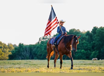 American Quarter Horse, Wallach, 8 Jahre, Rotbrauner