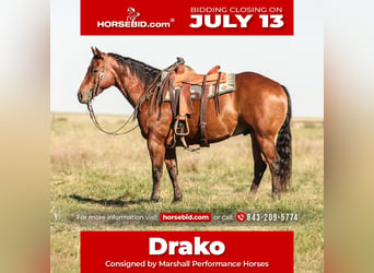 American Quarter Horse, Wallach, 8 Jahre, Rotbrauner