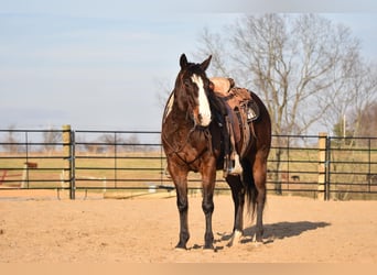 American Quarter Horse, Wallach, 8 Jahre, Rotbrauner