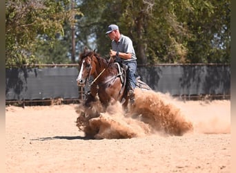 American Quarter Horse, Wallach, 8 Jahre, Rotfuchs