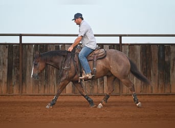 American Quarter Horse, Wallach, 8 Jahre, Rotfuchs
