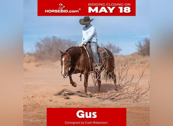 American Quarter Horse, Wallach, 8 Jahre, Rotfuchs