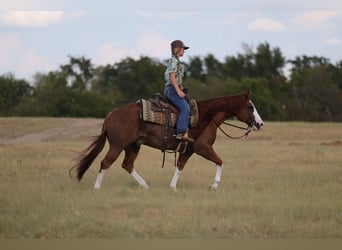 American Quarter Horse, Wallach, 8 Jahre, Rotfuchs