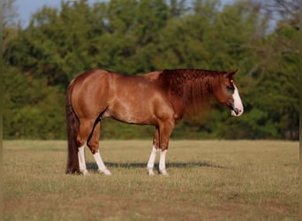 American Quarter Horse, Wallach, 8 Jahre, Rotfuchs