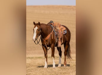 American Quarter Horse, Wallach, 8 Jahre, Rotfuchs