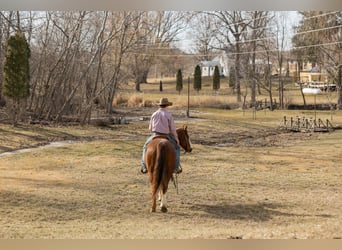 American Quarter Horse, Wallach, 8 Jahre, Rotfuchs