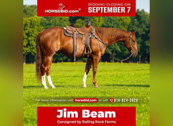 American Quarter Horse, Wallach, 8 Jahre, Rotfuchs