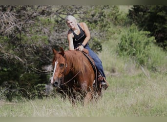 American Quarter Horse, Wallach, 8 Jahre, Rotfuchs