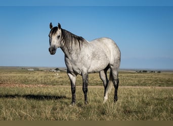 American Quarter Horse, Wallach, 8 Jahre, Schimmel