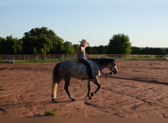 American Quarter Horse, Wallach, 8 Jahre, Schimmel