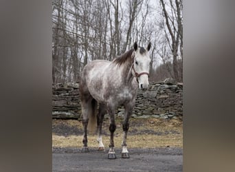 American Quarter Horse, Wallach, 8 Jahre, Schimmel