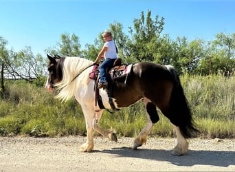 American Quarter Horse, Wallach, 8 Jahre, Tobiano-alle-Farben