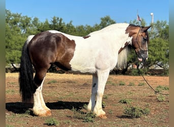 American Quarter Horse, Wallach, 8 Jahre, Tobiano-alle-Farben