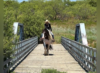American Quarter Horse, Wallach, 8 Jahre, Tobiano-alle-Farben