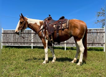 American Quarter Horse, Wallach, 8 Jahre, Tobiano-alle-Farben