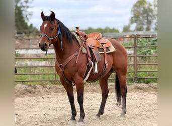 American Quarter Horse, Wallach, 8 Jahre