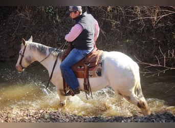 American Quarter Horse, Wallach, 8 Jahre, White