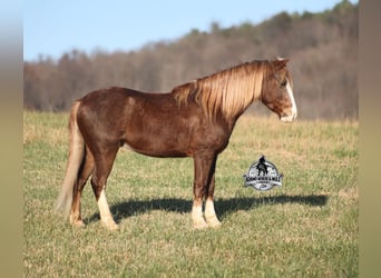 American Quarter Horse, Wallach, 9 Jahre, 122 cm, Roan-Red