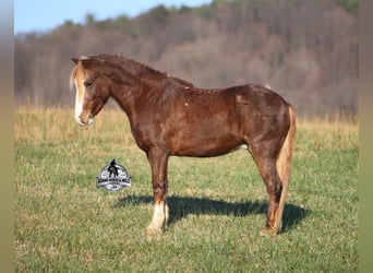 American Quarter Horse, Wallach, 9 Jahre, 122 cm, Roan-Red