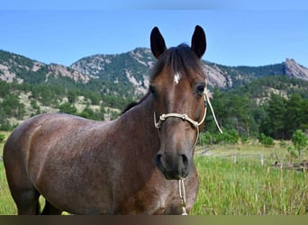 American Quarter Horse, Wallach, 9 Jahre, 132 cm, Roan-Red
