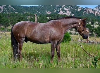 American Quarter Horse, Wallach, 9 Jahre, 132 cm, Roan-Red