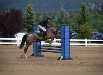 American Quarter Horse, Wallach, 9 Jahre, 132 cm, Roan-Red