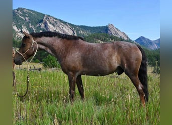American Quarter Horse, Wallach, 9 Jahre, 132 cm, Roan-Red