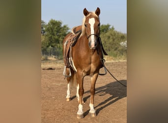 American Quarter Horse, Wallach, 9 Jahre, 135 cm, Dunkelfuchs