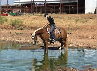 American Quarter Horse, Wallach, 9 Jahre, 135 cm, Dunkelfuchs