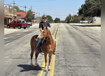 American Quarter Horse, Wallach, 9 Jahre, 135 cm, Dunkelfuchs