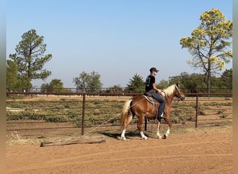American Quarter Horse, Wallach, 9 Jahre, 135 cm, Dunkelfuchs