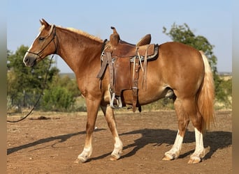 American Quarter Horse, Wallach, 9 Jahre, 135 cm, Dunkelfuchs