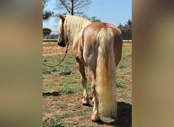 American Quarter Horse, Wallach, 9 Jahre, 135 cm, Rotfuchs