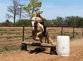 American Quarter Horse, Wallach, 9 Jahre, 135 cm, Rotfuchs