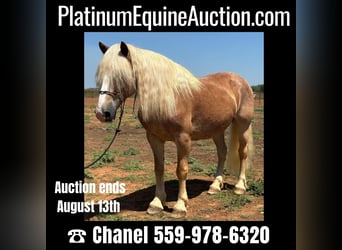 American Quarter Horse, Wallach, 9 Jahre, 135 cm, Rotfuchs
